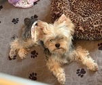 Small Yorkshire Terrier