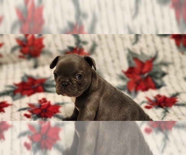 Medium Photo #6 French Bulldog Puppy For Sale in CAPE CORAL, FL, USA