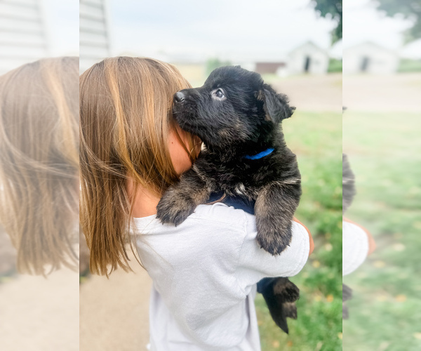 Medium Photo #3 German Shepherd Dog Puppy For Sale in HUDSONVILLE, MI, USA