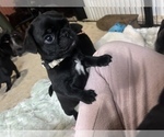 Puppy Berry Frenchie Pug