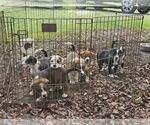 Small Photo #11 Australian Shepherd-Beagle Mix Puppy For Sale in Wakefield, RI, USA