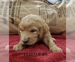Small Photo #11 Goldendoodle Puppy For Sale in CLARKSVILLE, TX, USA