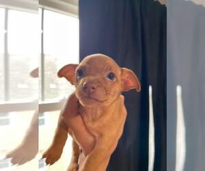 Chihuahua Puppy for sale in GARFIELD, NJ, USA