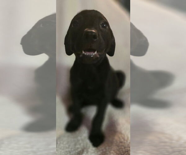 Medium Photo #6 Labrador Retriever-Unknown Mix Puppy For Sale in Alexander, AR, USA