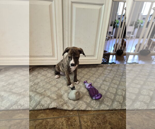 Medium Photo #8 Labrador Retriever-Unknown Mix Puppy For Sale in Holly Springs, NC, USA