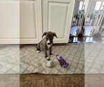 Small #7 Labrador Retriever Mix