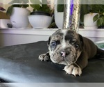 Puppy 1 American Bully-Bulldog Mix