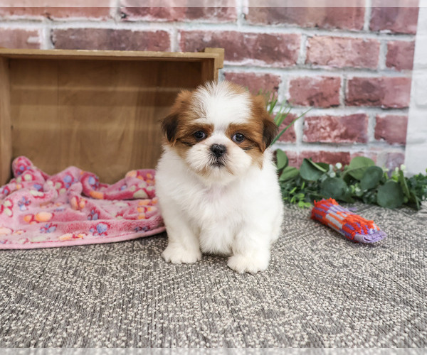 Medium Photo #3 Shih Tzu Puppy For Sale in SYRACUSE, IN, USA
