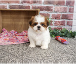 Small #2 Shih Tzu