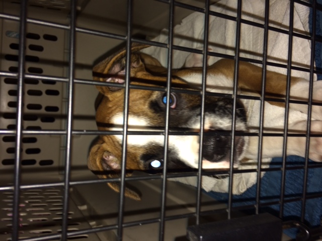 Medium Photo #1 Boxer Puppy For Sale in ALISO VIEJO, CA, USA