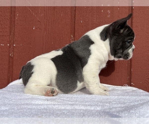 Medium Photo #11 French Bulldog Puppy For Sale in SAINT CLAIR, MI, USA