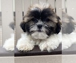 Small #1 Shih Tzu