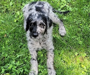 Labradoodle Puppy for Sale in AKRON, Pennsylvania USA