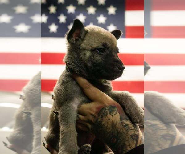 Medium Photo #2 Mutt Puppy For Sale in Imlay City, MI, USA