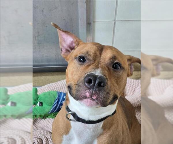 Medium Photo #1 American Pit Bull Terrier-Unknown Mix Puppy For Sale in Derwood, MD, USA