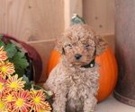 Puppy 5 Goldendoodle (Miniature)