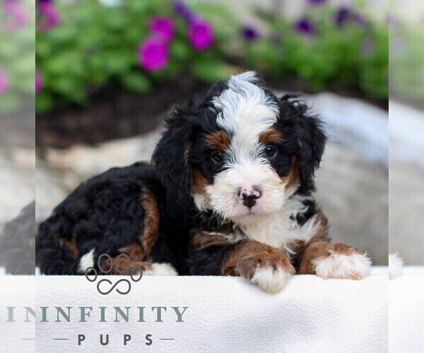 Medium Photo #3 Bernedoodle (Miniature) Puppy For Sale in LITITZ, PA, USA