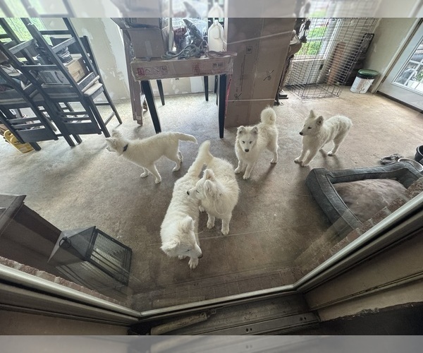 Medium Photo #10 Samoyed Puppy For Sale in WARFORDSBURG, PA, USA