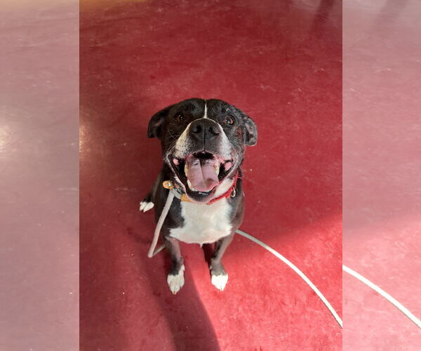 Medium Photo #6 Bulldog-Unknown Mix Puppy For Sale in Webster, WI, USA