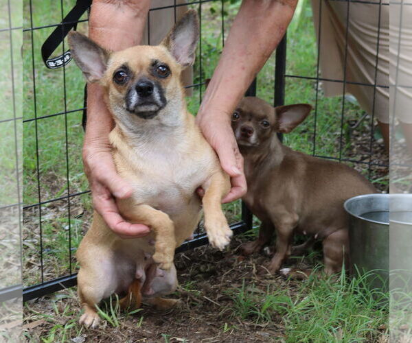 Medium Photo #3 Chug Puppy For Sale in Bandera, TX, USA