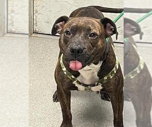American Pit Bull Terrier-Unknown Mix Dogs for adoption in Palmetto, FL, USA