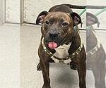 Small American Pit Bull Terrier Mix