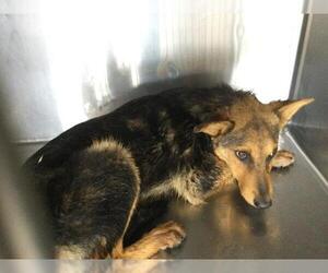 German Shepherd Dog-Unknown Mix Dogs for adoption in Riverside, CA, USA