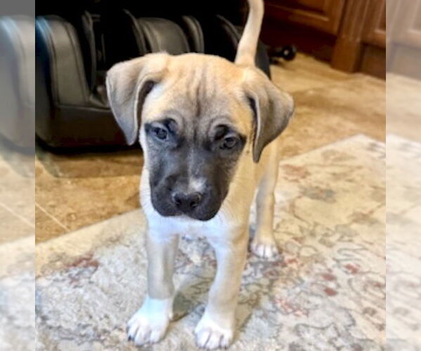 Medium Photo #1 American Staffordshire Terrier-Labrador Retriever Mix Puppy For Sale in San Juan Capistrano, CA, USA