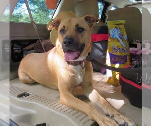 Shelby (SADIE) - Female Mutt Dog for Adoption - Photo #10