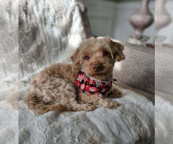 Medium Photo #6 Poodle (Miniature) Puppy For Sale in Chester, NJ, USA