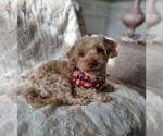 Small #5 Poodle (Miniature)