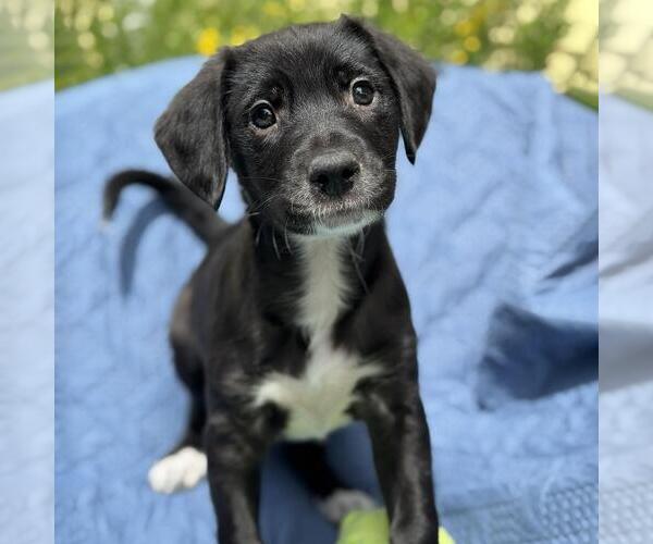 Medium Photo #4 Colonial Cocker Spaniel-Unknown Mix Puppy For Sale in San Diego, CA, USA