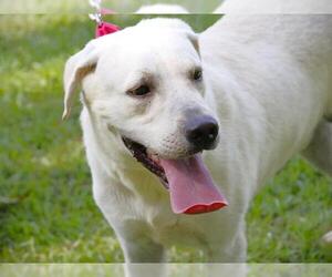 Labrador Retriever-Unknown Mix Dogs for adoption in Tallahassee, FL, USA