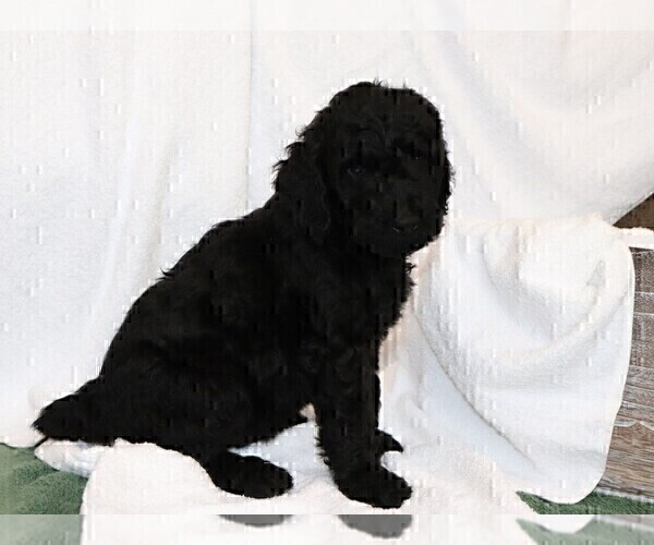 Medium Photo #5 Poodle (Standard) Puppy For Sale in LAKE CITY, FL, USA