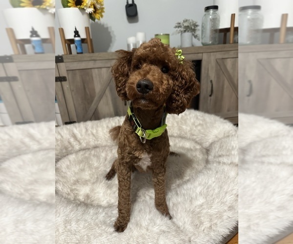 Medium Photo #1 Goldendoodle mix (+ Poodle Miniature) Puppy For Sale in BRONX, NY, USA
