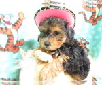 Small Photo #6 Maltipoo Puppy For Sale in HARTVILLE, MO, USA