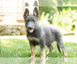 German Shepherd Dog Puppy for sale in GOSHEN, IN, USA