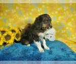 Small Photo #28 Bernedoodle-Poodle (Toy) Mix Puppy For Sale in BLACK FOREST, CO, USA