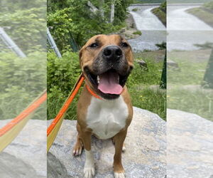 Roman - Male American Pit Bull Terrier-Labrador Retriever Mix Dog for Adoption - Photo #3