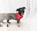 Small #1 Mutt