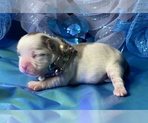Medium Photo #10 Bullhuahua-Chihuahua Mix Puppy For Sale in RAWSONVILLE, MI, USA