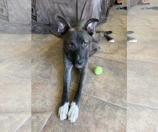 Medium Photo #3 Siberian Husky-Unknown Mix Puppy For Sale in Cave Creek, AZ, USA