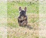 Small Photo #2 French Bulldog Puppy For Sale in KNOXVILLE, TN, USA