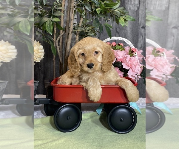 Medium Photo #2 Cockapoo Puppy For Sale in CANOGA, NY, USA