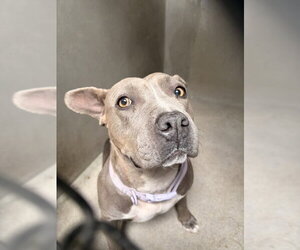 Mutt Dogs for adoption in San Bernardino, CA, USA