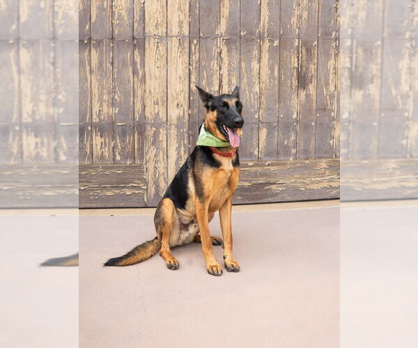 Medium Photo #22 German Shepherd Dog-Unknown Mix Puppy For Sale in Lake Forest, CA, USA