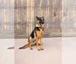 Small #21 German Shepherd Dog Mix