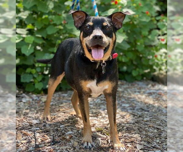 Medium Photo #1 Miniature Pinscher Puppy For Sale in Denton, TX, USA