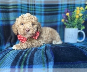 Poodle (Miniature) Puppy for sale in LAKELAND, FL, USA