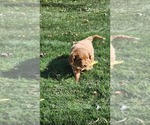 Small Photo #13 Cavapoo mix (+ Poodle Miniature) Puppy For Sale in GREENWOOD, WI, USA